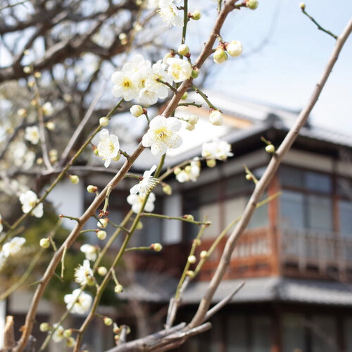 囀／お知らせ：季節のクリームソーダのご紹介 | 鹿の舟